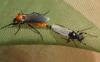 Bibio hortulanus
